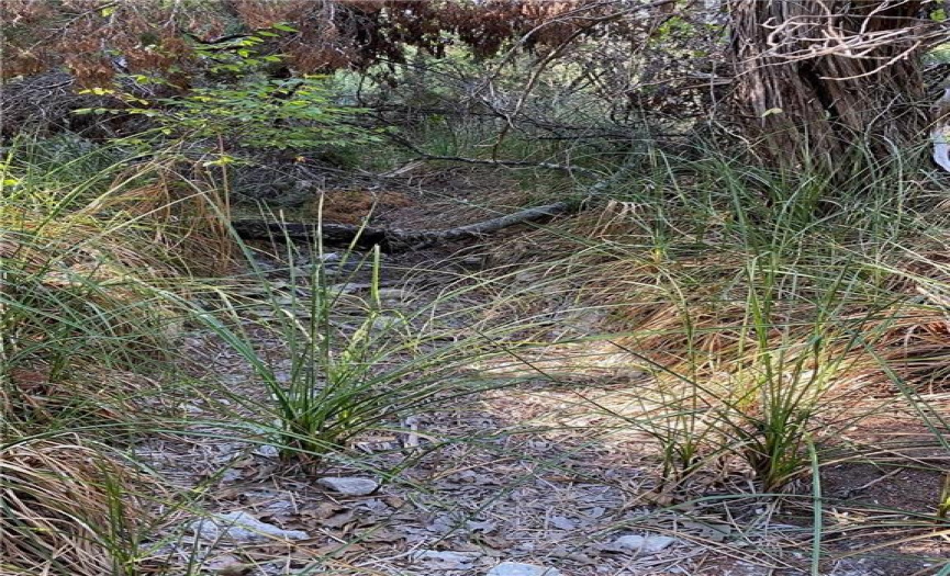 Water grasses in the creekbed