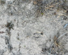 Deer tracks at the rear of the of the property, Have your own private hunting area for deer and turkey.