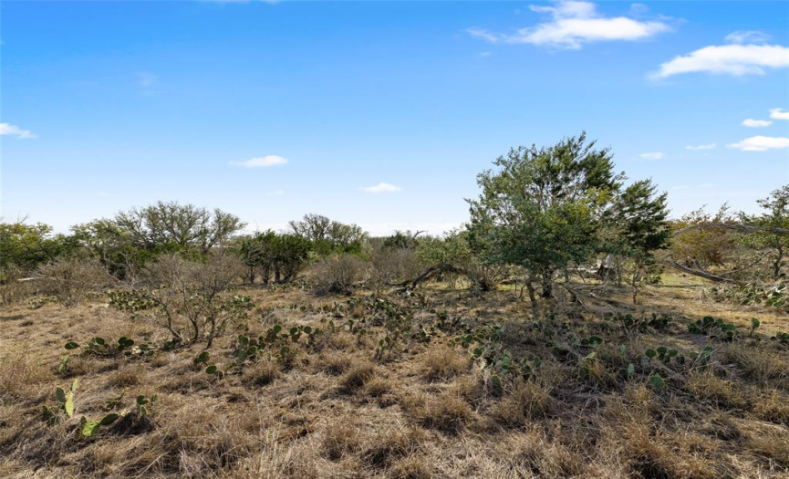 Cactus and trees on land