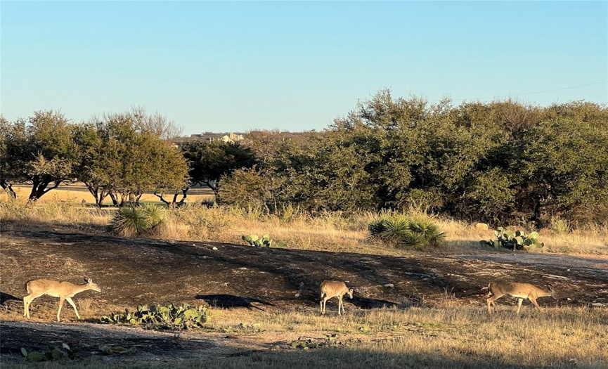 Deer roam freely in Escondido. 
