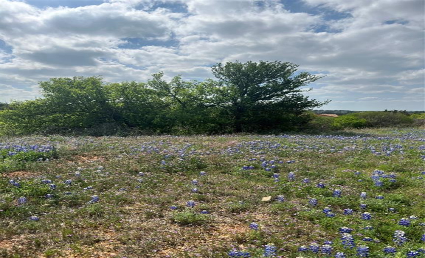 Lot C-60, trees and Bluebonnets.