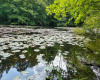 Stephenson Nature Preserve Pond