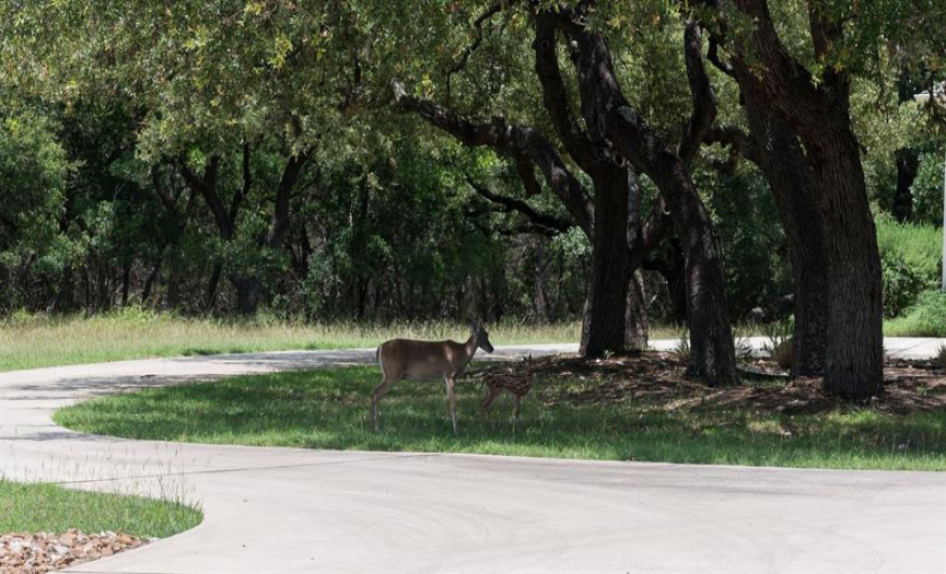 Get closer to nature and spot exotic axis deer and other wildlife roaming freely throughout the community. 