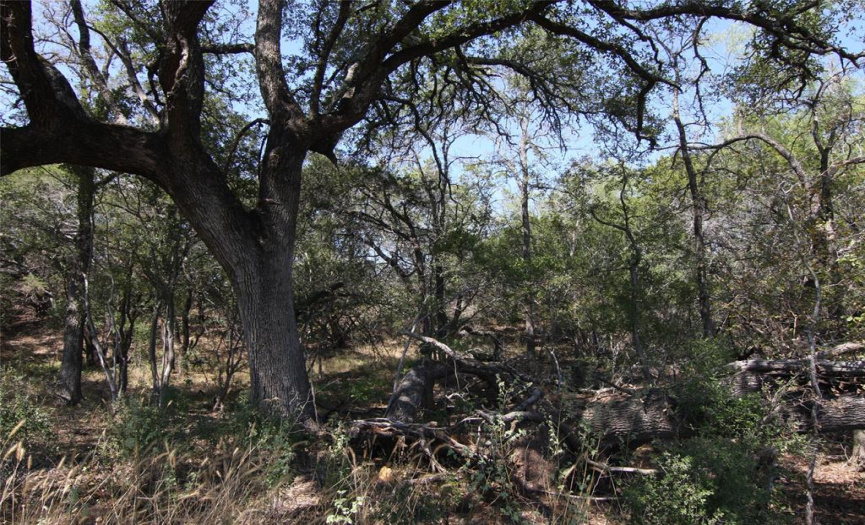 large Live Oak and other trees on Lot