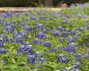 A Texas Hill Country ICON, the Bluebonnets bloom each Spring all over this property!