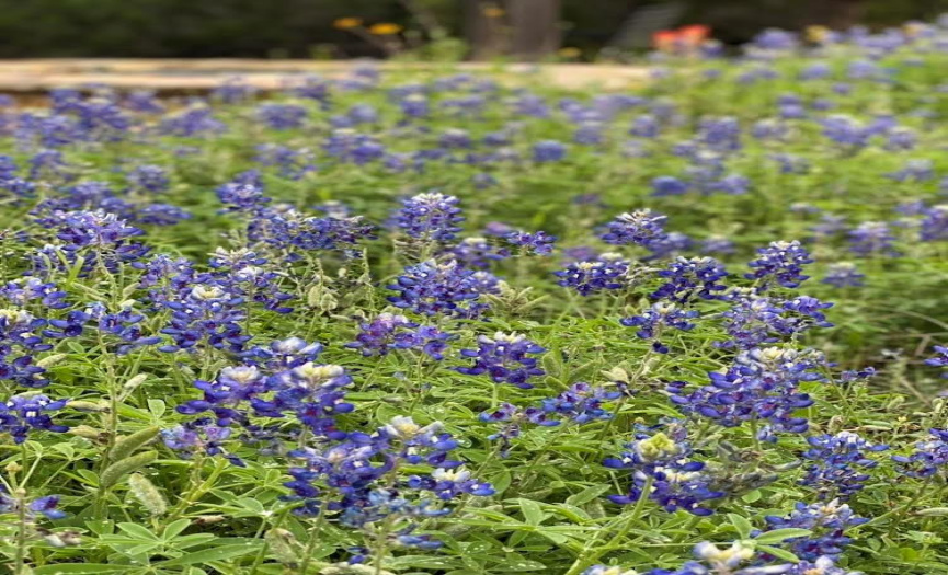 A Texas Hill Country ICON, the Bluebonnets bloom each Spring all over this property!
