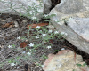 Fall Wildflowers & rocky outcropping on lot-