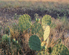 227 Mesquite LN, Eldorado, Texas 76936, ,Land,For Sale,Mesquite,ACT7260806