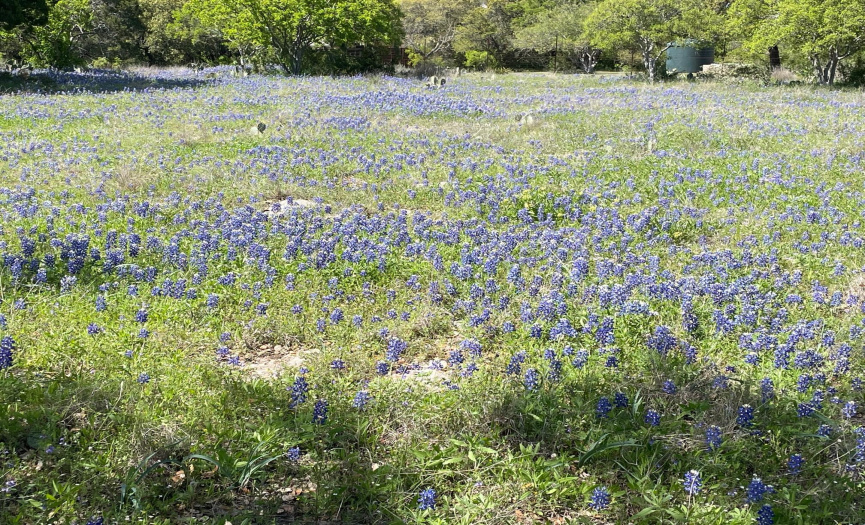 Fields of Texas Bluebonnets are all over the 14.7 Acres