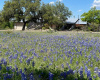 Texas Bluebonnets accent the front of this beautiful home.