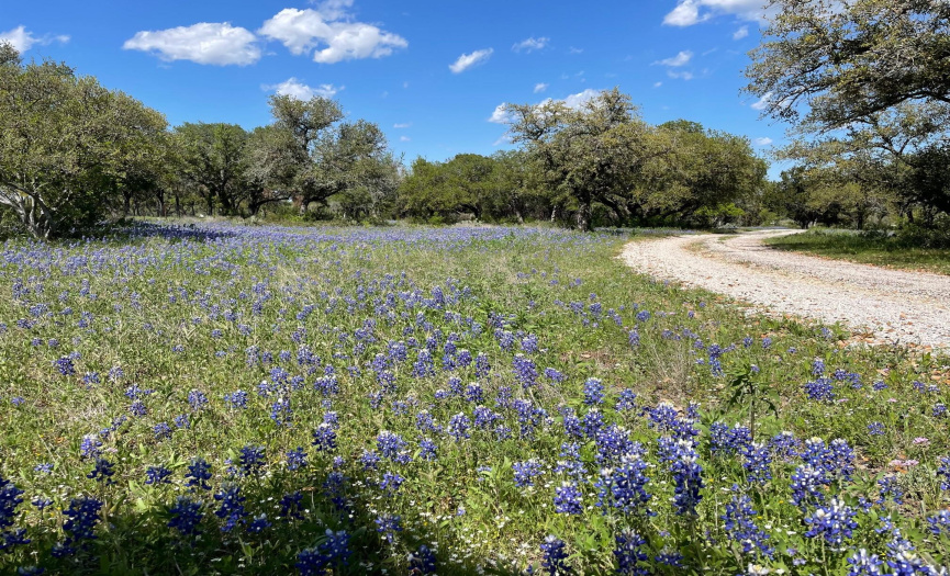 Texas Bluebonnets grace the entry driveway into the property.