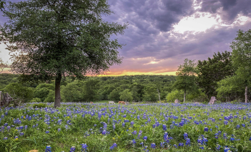 Horses in a field of springtime bluebonnets.