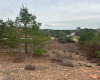 000 Tall Forest DR, Bastrop, Texas 78602, ,Land,For Sale,Tall Forest,ACT9761665