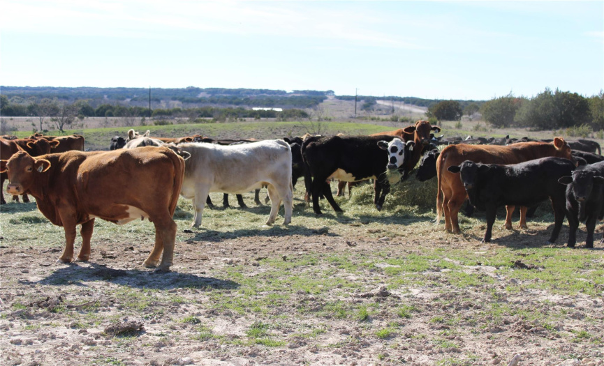 Near by animals will move throughout the ranch