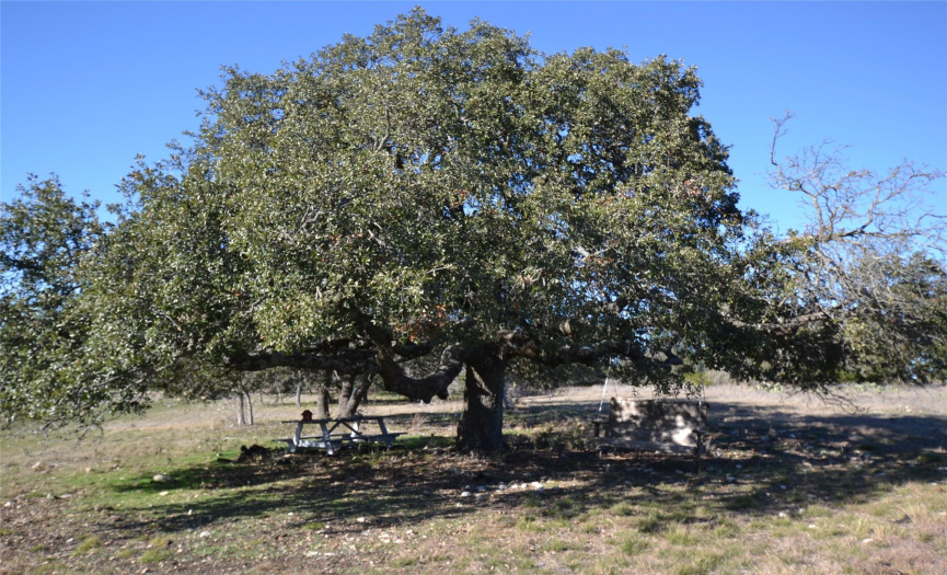 Big Oak trees located on the property. Mostly in the backyard and side-yard area.