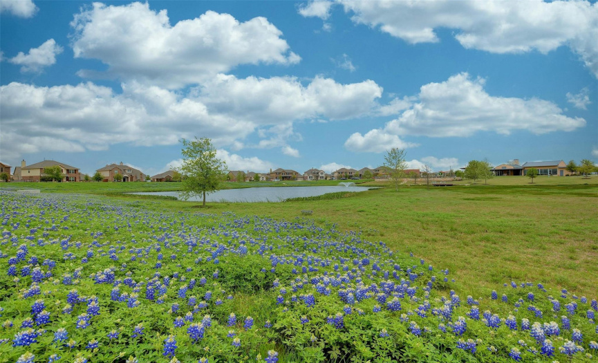 The fields are lush with Central Texas wildflowers in the spring. 