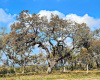 This glorious old Live Oak tree is currently shedding its' old leaves.  