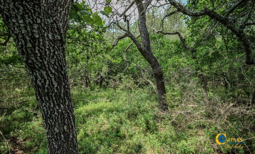 Lot 16 Seawillow RD, Lockhart, Texas 78644, ,Land,For Sale,Seawillow,ACT8989616