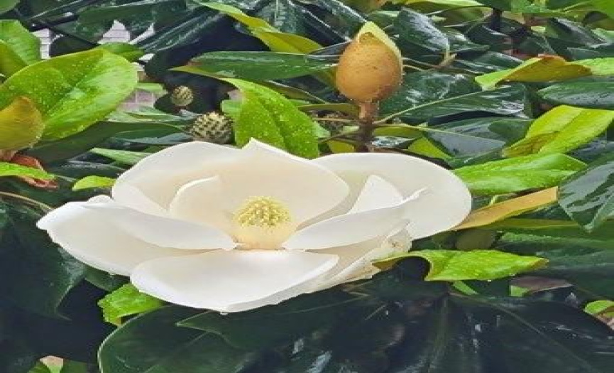 Beautiful Southern Magnolia Tree that Blossoms most of the Spring and Summer