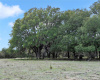 STAND OF LARGE OAKS