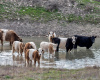 STOCK POND WITH COWS