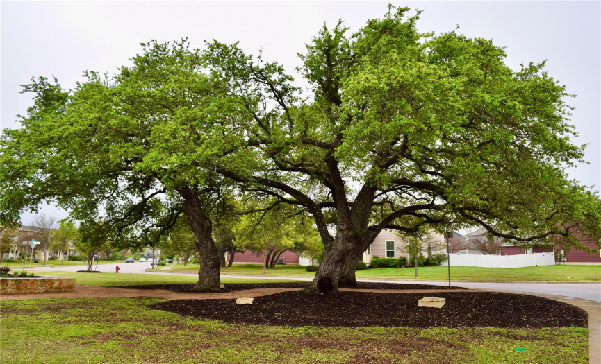Ancient Oaks across at Alamo Park