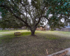 Majestic oak faces Jonathan Dr, adding charm and shade to the lot