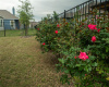 Roses bushes along back of fence!