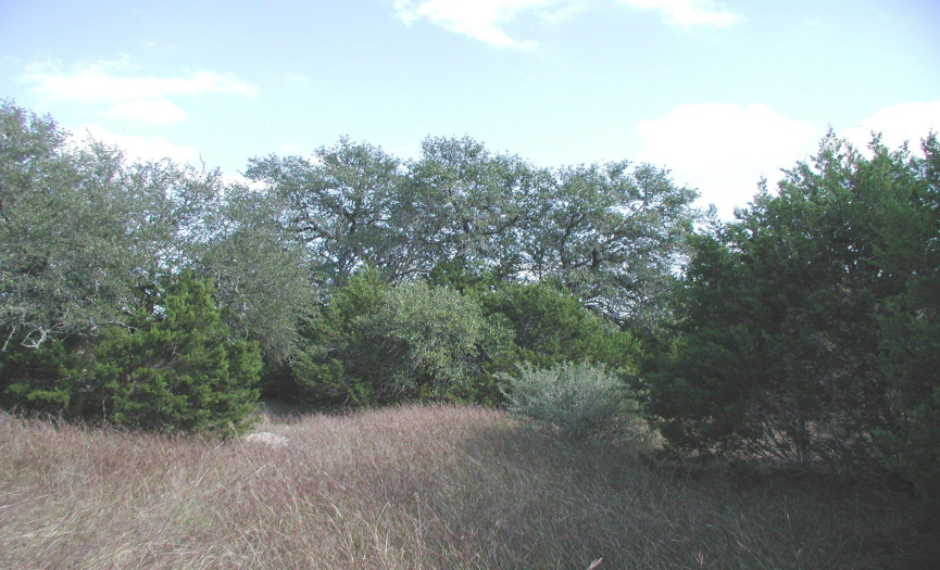 Old Photo.  Trees are much larger now, but you can see flat to gentle slope.