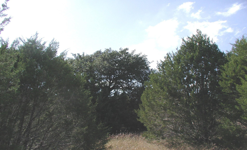 Old Photo.  Trees are much larger now, but you can see flat to gentle slope.