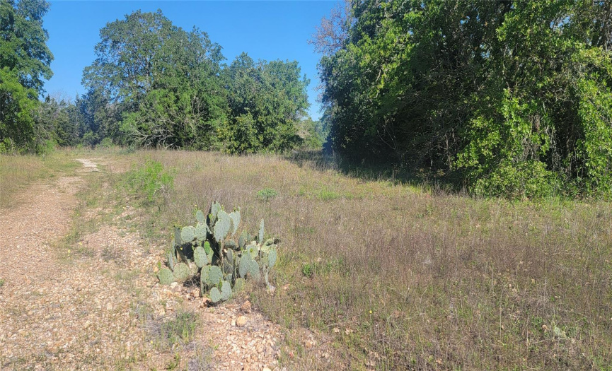 156 Lone Star CIR, Bastrop, Texas 78602, ,Land,For Sale,Lone Star,ACT1598184