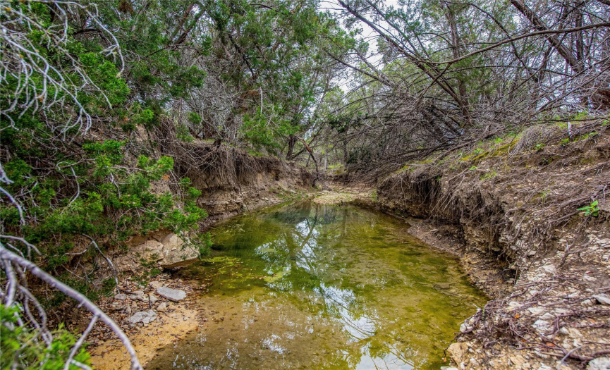 Seasonal creek draws local wildlife