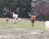 Currently Texas Longhorns graze the wooded property. 