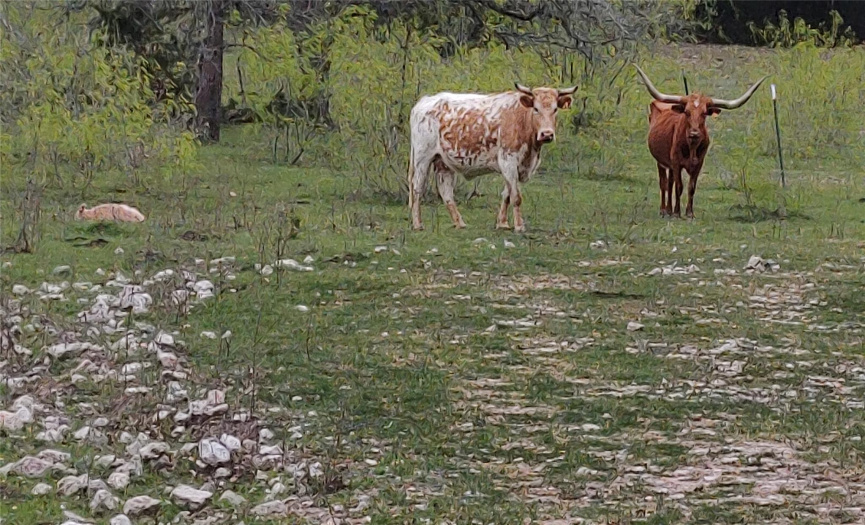 The longhorn calves are waiting for the spring rain and the green grass to fill in. 