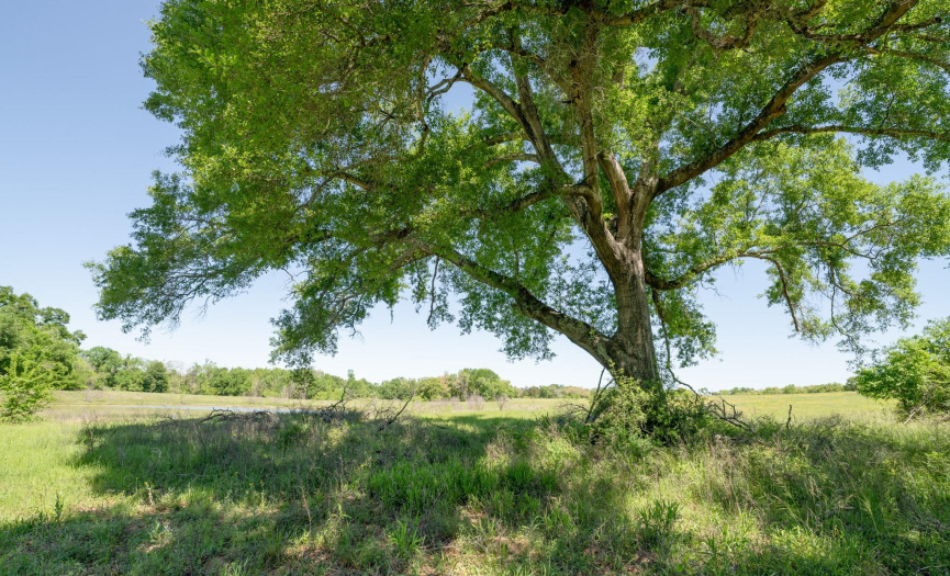 741 County Road 379, Cameron, Texas 76520, ,Farm,For Sale,County Road 379,ACT3141216