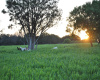 Sudan field with dorper sheep