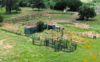 Cattle pens and chutes