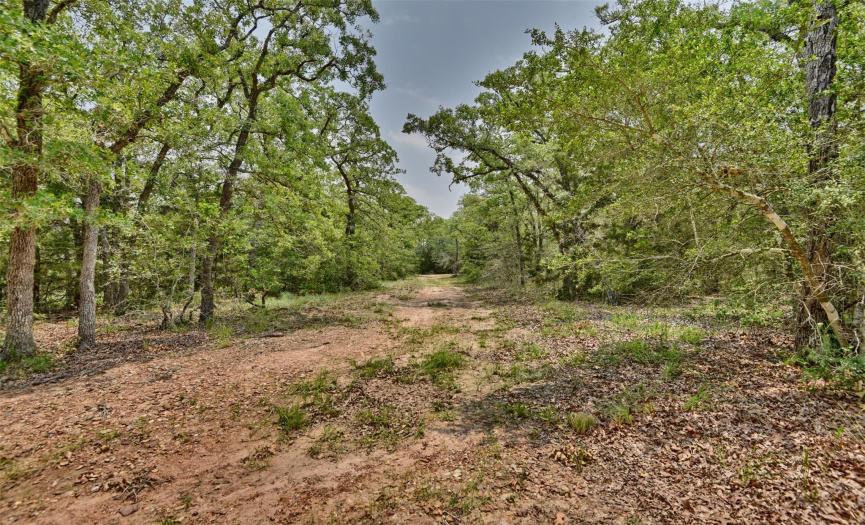 2001 Wildwood RD, Ledbetter, Texas 78946, ,Land,For Sale,Wildwood,ACT3620851