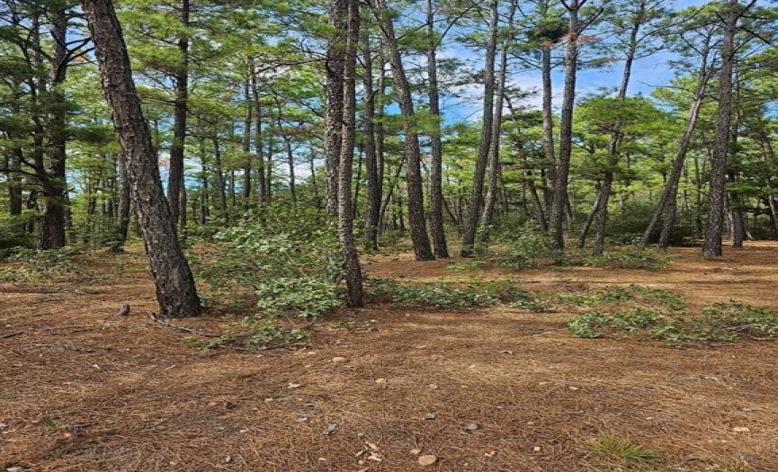 00 Winding Pine DR, Bastrop, Texas 78602, ,Land,For Sale,Winding Pine,ACT4966459