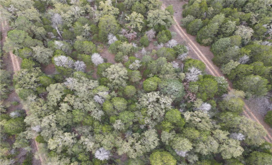Very wooded, few houses in subdivision. site built, manufactured home, hunting shack, anything goes! 